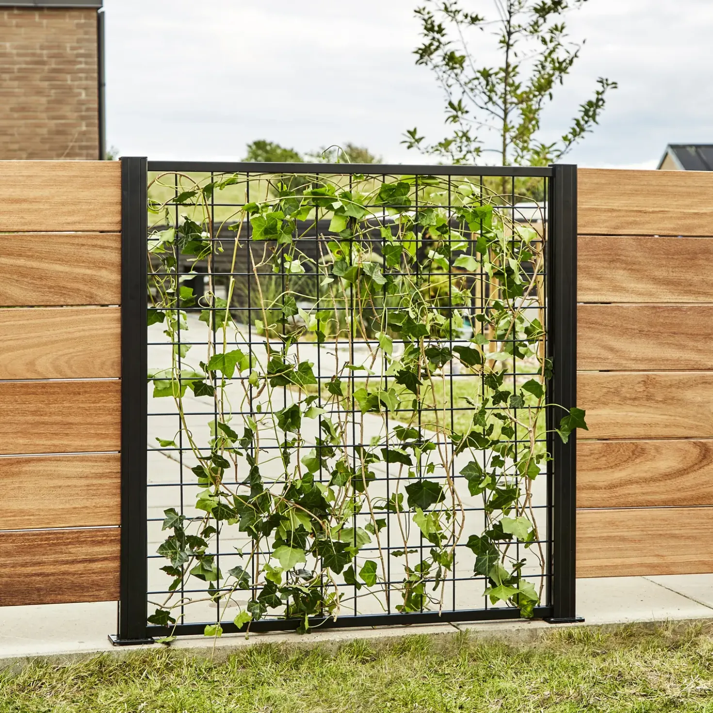 Elmholm espalier startsæt 95 cm